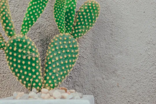 groene cactus tegen een grijze muur